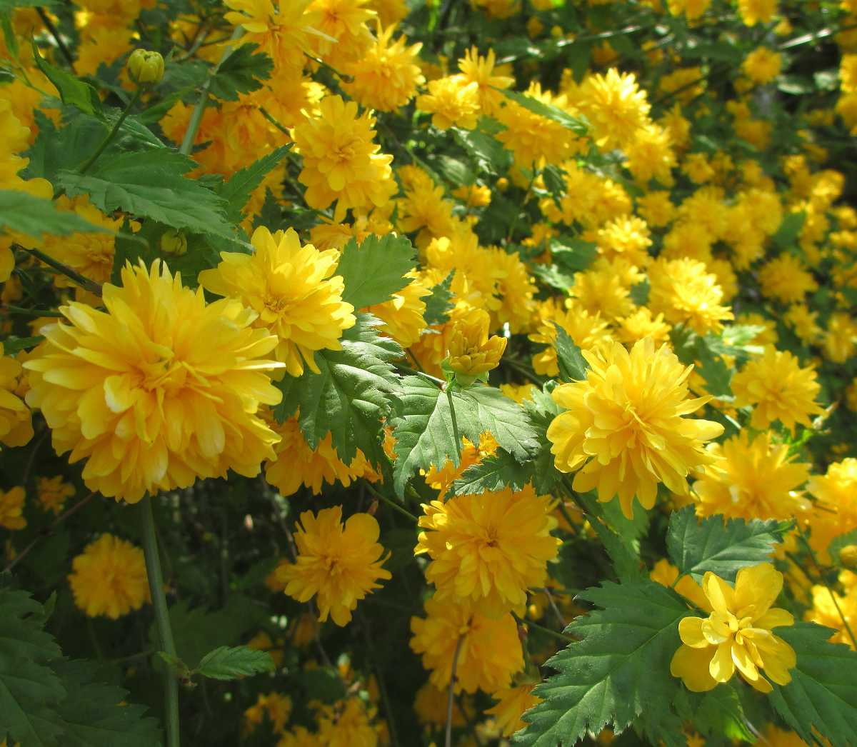 Des images de diff�rentes plantes